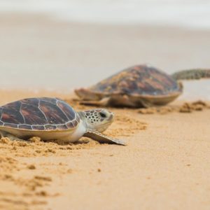 Saving Sea Turtles: BAF’s Efforts to Protect Sea Turtles in Anambas