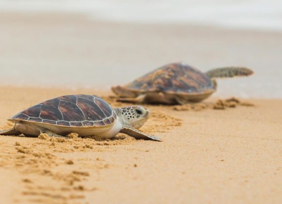 Saving Sea Turtles: BAF’s Efforts to Protect Sea Turtles in Anambas