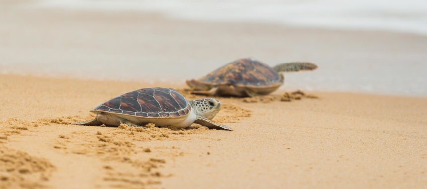 Saving Sea Turtles: BAF’s Efforts to Protect Sea Turtles in Anambas