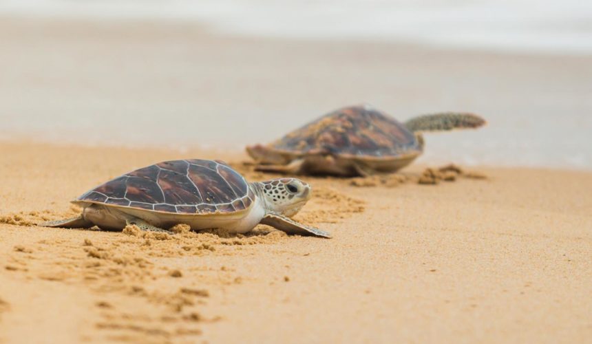 Saving Sea Turtles: BAF’s Efforts to Protect Sea Turtles in Anambas