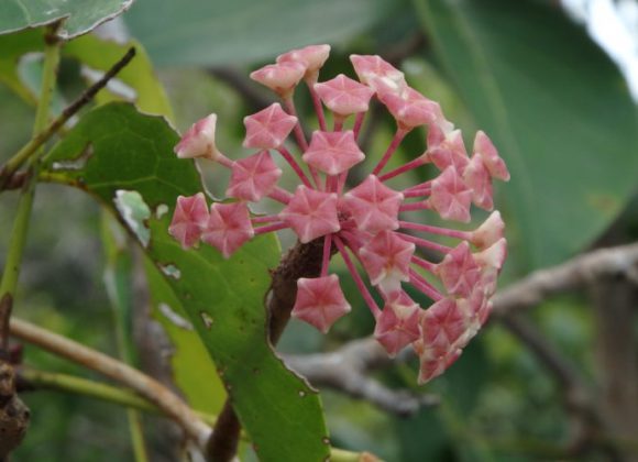 LOCAL FOREST ECO-TOURISM