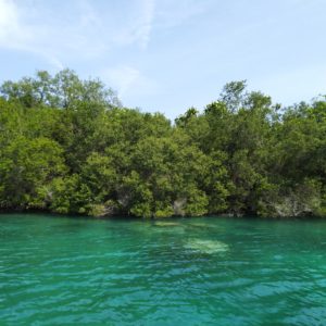 Important Facts about Mangroves and How They Benefit Environment