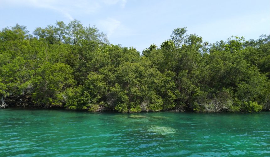 Important Facts about Mangroves and How They Benefit Environment Important Facts about Mangroves and How They Benefit Environment