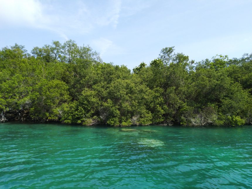 Important Facts about Mangroves and How They Benefit Environment