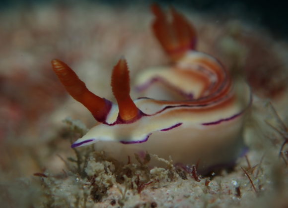 Getting to Know Nudibranchs, the “Butterflies of the Sea”