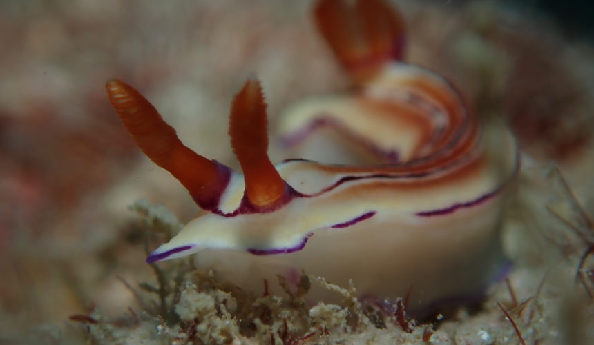 Getting to Know Nudibranchs, the “Butterflies of the Sea”
