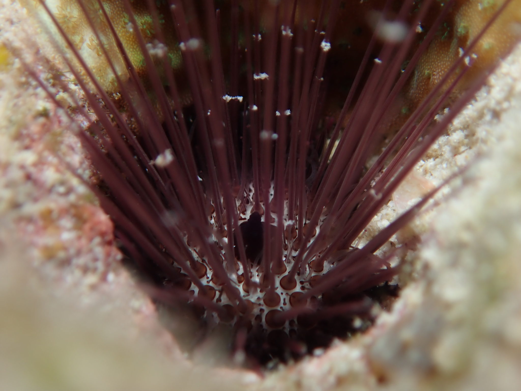 Interesting Facts About Sea Urchins You Should Know - ANAMBAS FOUNDATION