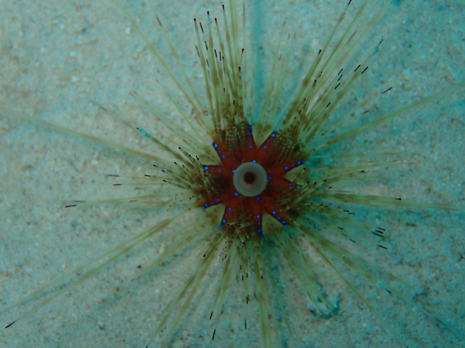 Interesting Facts About Sea Urchins You Should Know ANAMBAS FOUNDATION