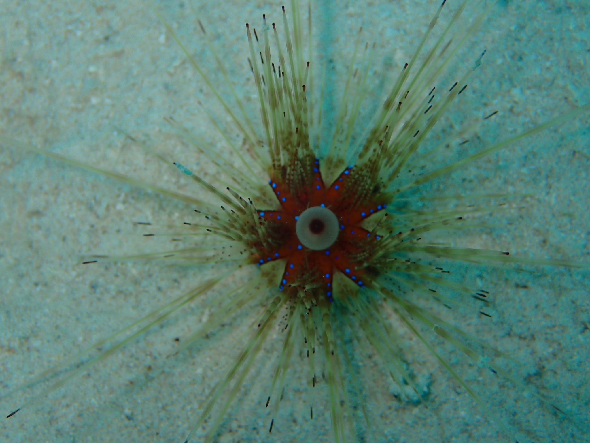 Oxygen Levels And Sea Urchins: The Connection You Need To Know!
