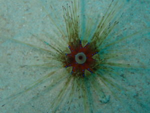 Interesting Facts About Sea Urchins You Should Know - ANAMBAS FOUNDATION