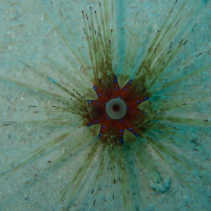 Interesting Facts About Sea Urchins You Should Know