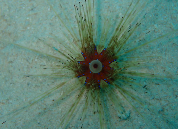 Interesting Facts About Sea Urchins You Should Know