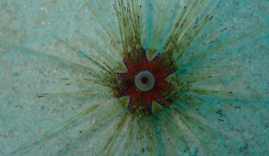 Interesting Facts About Sea Urchins You Should Know