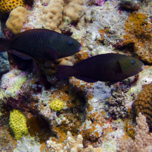 Roles of Herbivorous Fishes in Restoring  Damaged Coral Reef Ecosystem