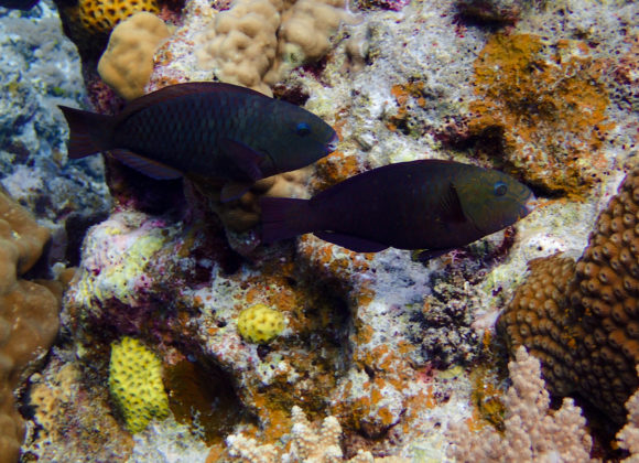 Roles of Herbivorous Fishes in Restoring  Damaged Coral Reef Ecosystem