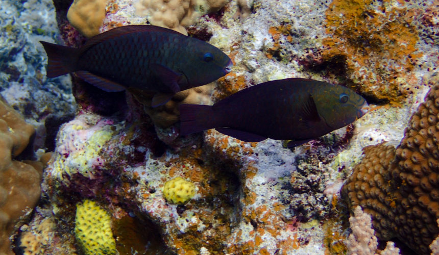 Roles of Herbivorous Fishes in Restoring  Damaged Coral Reef Ecosystem