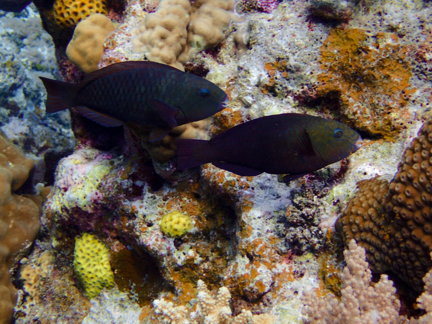 Roles of Herbivorous Fishes in Restoring  Damaged Coral Reef Ecosystem