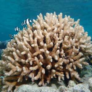 7 Scientific Facts You May Not Know About Corals