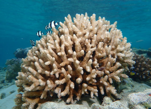 7 Scientific Facts You May Not Know About Corals