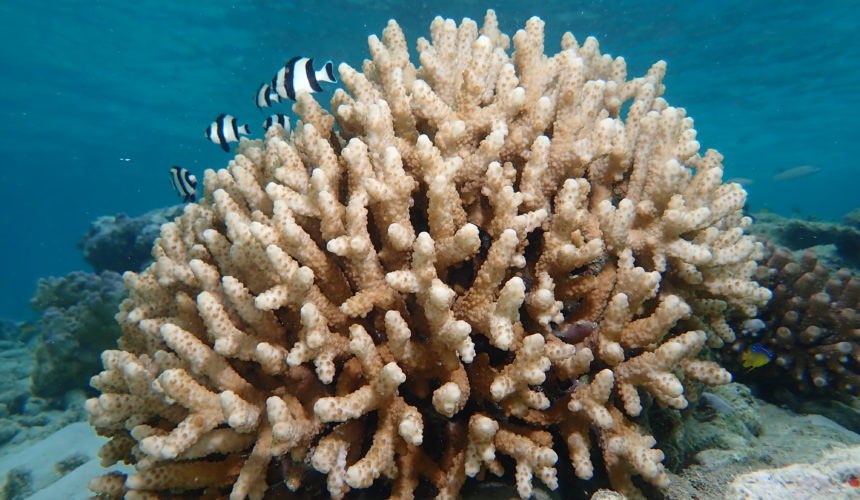 7 Scientific Facts You May Not Know About Corals