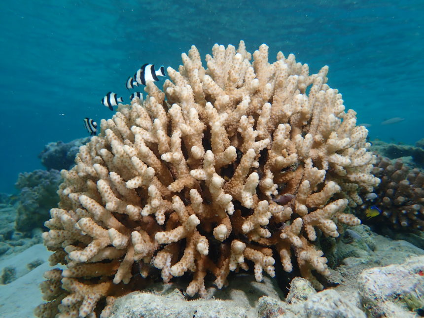 7 Scientific Facts You May Not Know About Corals