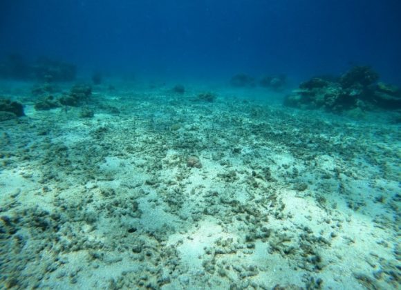 Restoring Areas Affected by Blast Fishing in Anambas Islands