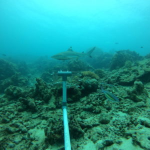 Assessing Diversity and Abundance of Sharks and Rays in Anambas Islands