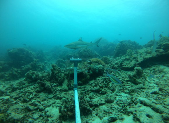 Assessing Diversity and Abundance of Sharks and Rays in Anambas Islands Assessing Diversity and Abundance of Sharks and Rays in Anambas Islands