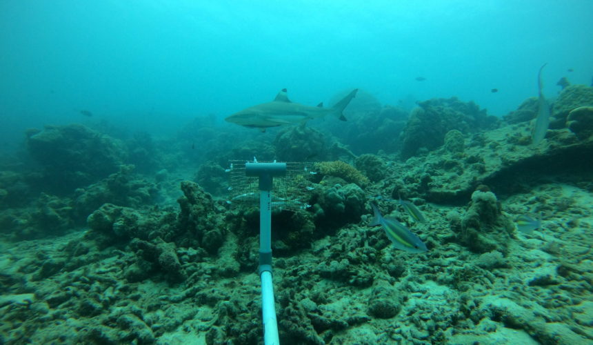 Assessing Diversity and Abundance of Sharks and Rays in Anambas Islands