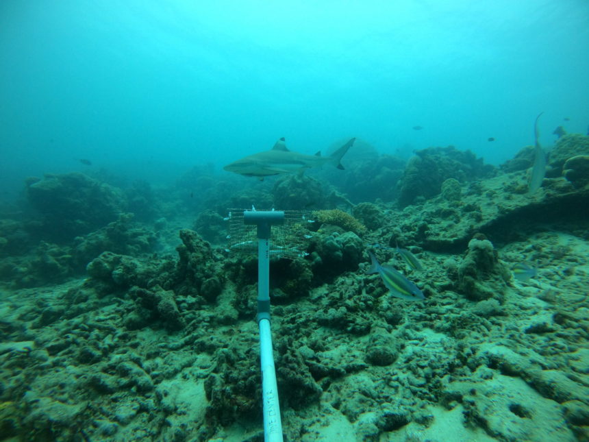 Assessing Diversity and Abundance of Sharks and Rays in Anambas Islands