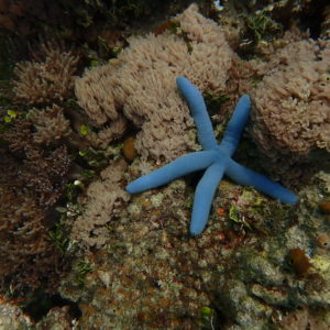 Getting to know Benthos, the Seafloor Inhabitants