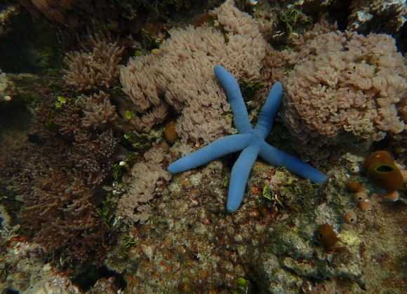 Getting to know Benthos, the Seafloor Inhabitants
