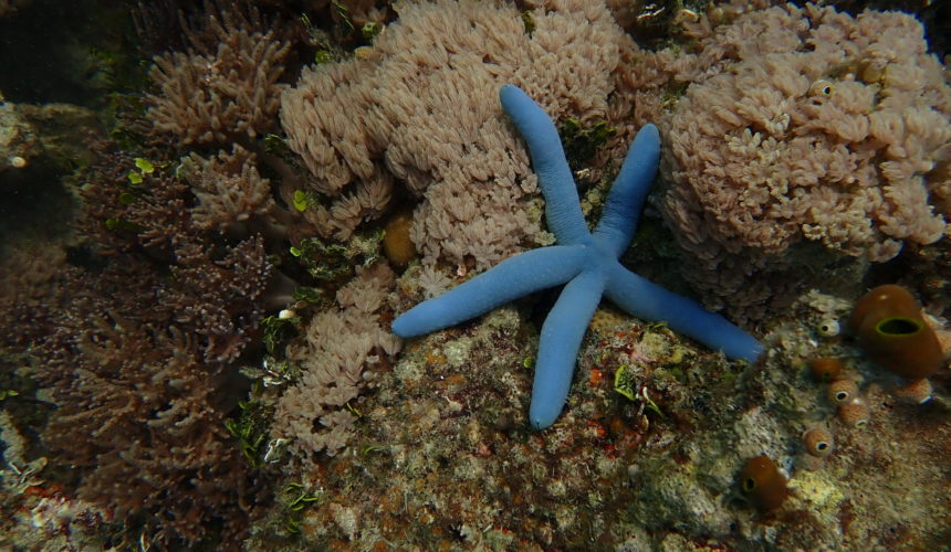 Getting to know Benthos, the Seafloor Inhabitants