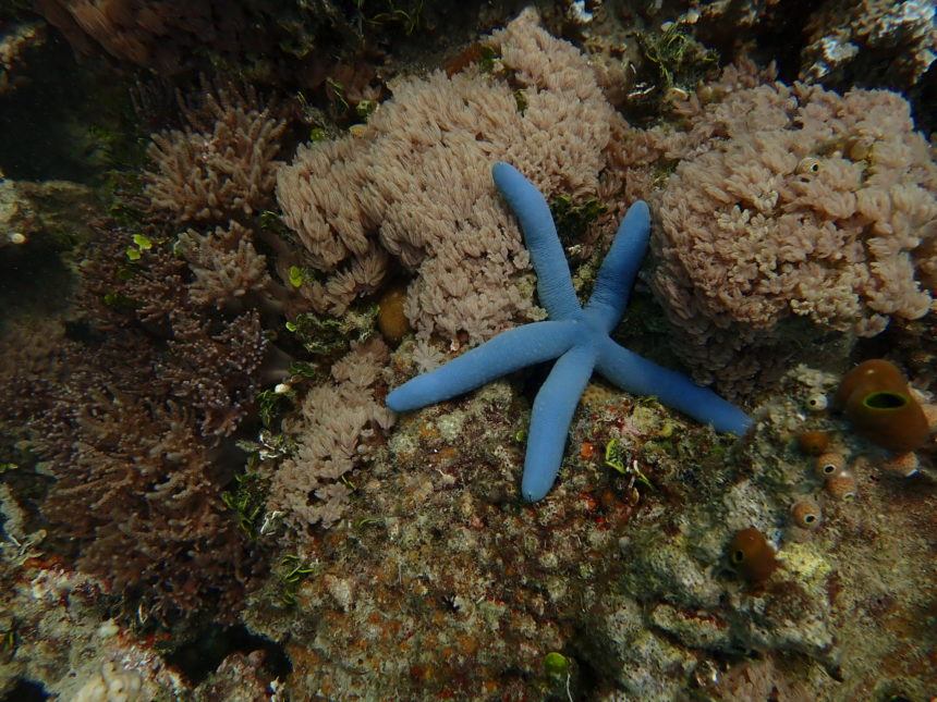 Getting to know Benthos, the Seafloor Inhabitants