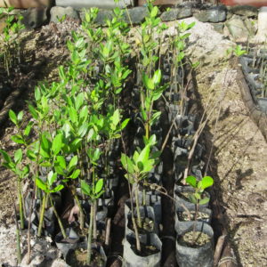 Cultivating Mangroves as Sustainable and Functional Food Sources