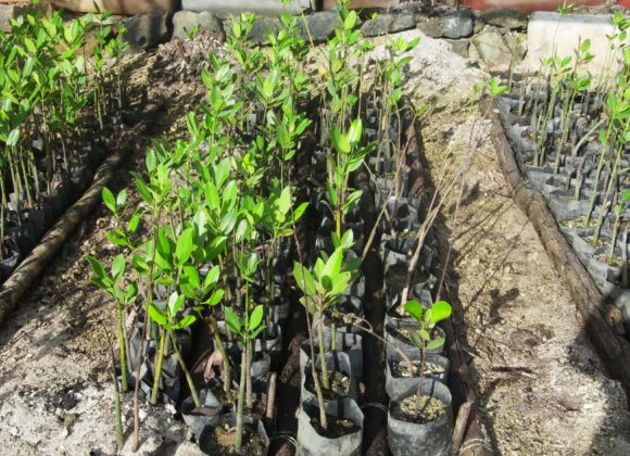 Cultivating Mangroves as Sustainable and Functional Food Sources