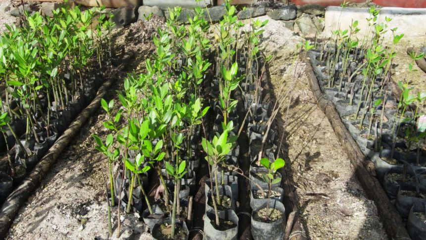 Cultivating Mangroves as Sustainable and Functional Food Sources