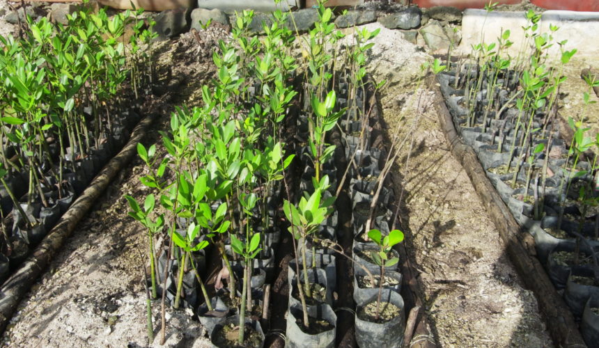 Cultivating Mangroves as Sustainable and Functional Food Sources