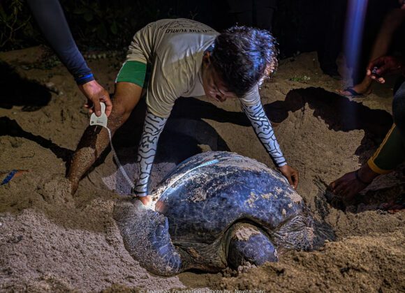 Turtle Tagging Activity: A Milestone for Turtle Conservation in Anambas Islands